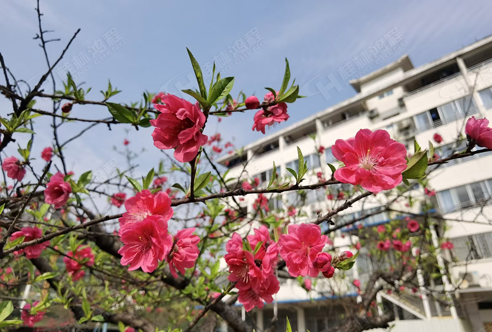 桂林鴻程花團(tuán)錦簇，滿(mǎn)園春色，邀您一起共賞春景，共商大計(jì)！